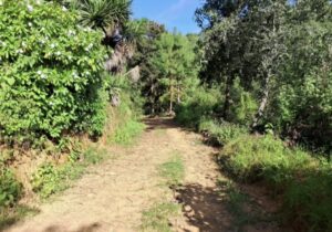 Inician rehabilitación de camino sacacosechas en Xoxocotla; beneficiará al sector agrícola